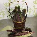 黑寶玉米6入（3.5-4斤）自然農法契作