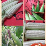 糯米玉米（白）（2.5斤-3斤）自然農法契作