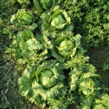 綠萵苣一顆約一斤重