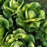 )綠蘿蔓一顆約一斤重