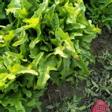 鹿角菜一顆20g重