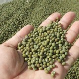 有機 本土粉綠豆 1斤/一般塑膠袋裝