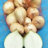 恆春牛奶洋蔥- 2斤/袋（5~6顆）