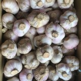 雲林 (半濕) L 級 (大顆)黑葉蒜頭球 (嗆辣無比)一斤 市價$150元以上