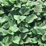 日本品種-地瓜葉一斤