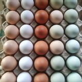 五彩繽紛蛋禮盒 (活躍白/熱情紅/幸福粉/烏骨青/烏骨粉)/30顆各6顆