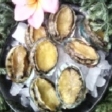 嚴選活鮑(盤鮑) 鮑魚-海味之冠的美稱--你可以立即擁有它~