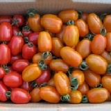 橙蜜香小番茄 美濃冬陽下的香甜滋味(預購優惠買十送一) 特價:$299 橙蜜香小番茄 美濃冬陽下的香甜滋味(預購優惠買十送一) 特價:$299