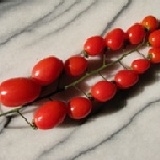 聖女小番茄 特價:$350 聖女小番茄 特價:$350