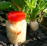 糖漬蘿蔔 特價:$100 糖漬蘿蔔 特價:$100