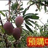 【特級】嚴選玉井愛文芒果 - 每盒 5 台斤約 5～8 顆 特價：$349