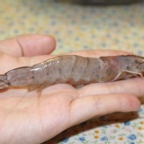 台灣嚴選白蝦(大尾) 特價：$79