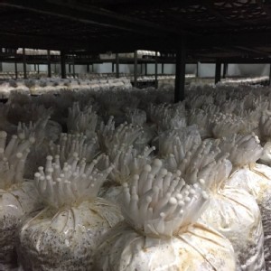 無毒-有機白精靈香菇200g/包