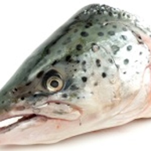 挪威鮭魚頭