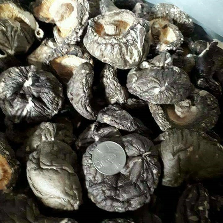 新社正寒冬菇 / 小中朵4兩重 / 袋