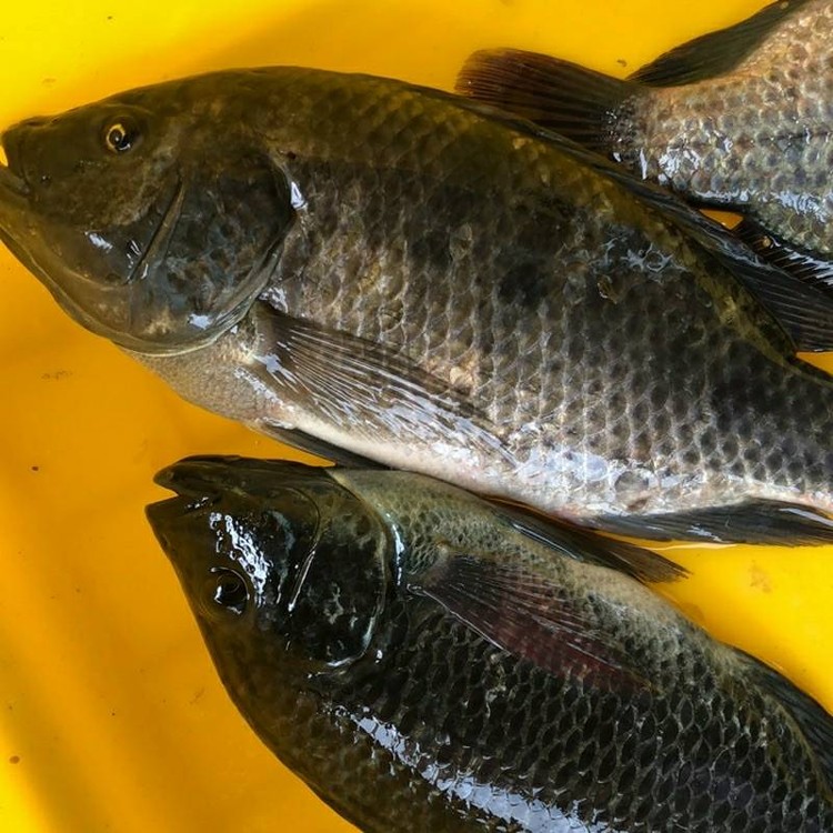 無毒生態養殖-鹹水吳郭魚 (黑公)（2~3尾600g) 真空包裝~無土味 幫你殺好 即拆就可煮