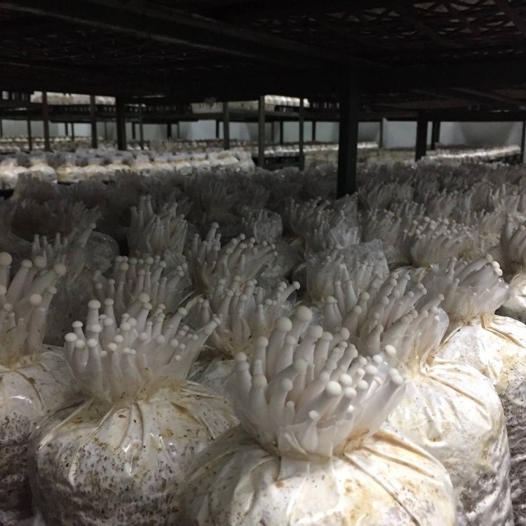 無毒-有機白精靈香菇600g/包