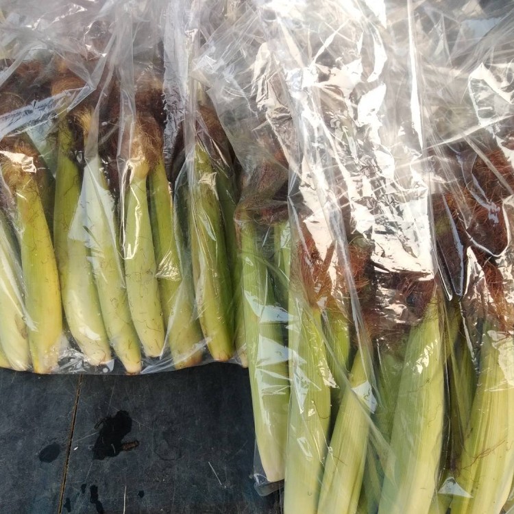 :白龍王水果玉米筍1包2.5斤