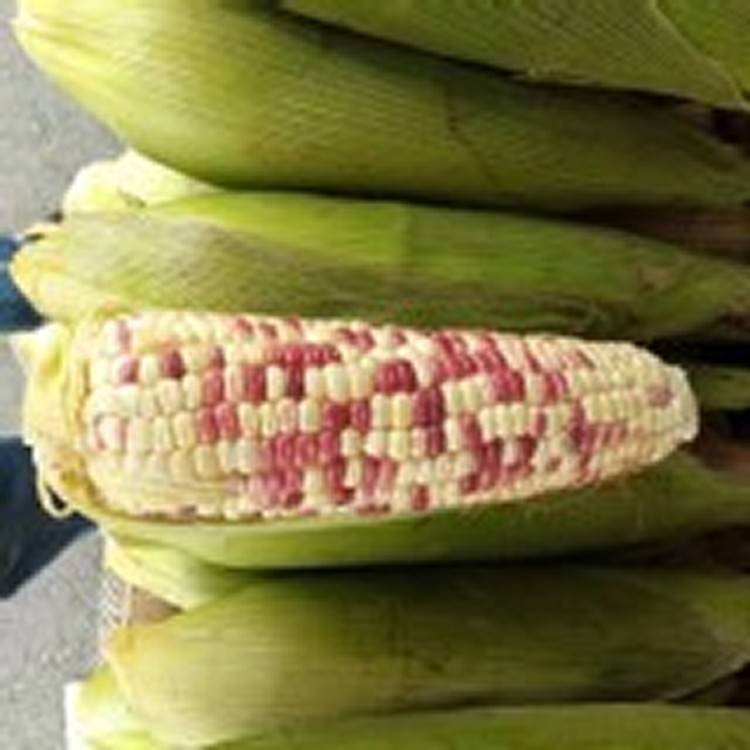 桃香甜糯米玉米3斤（4-6支口感是QQ的)