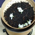 茉莉紅茶包