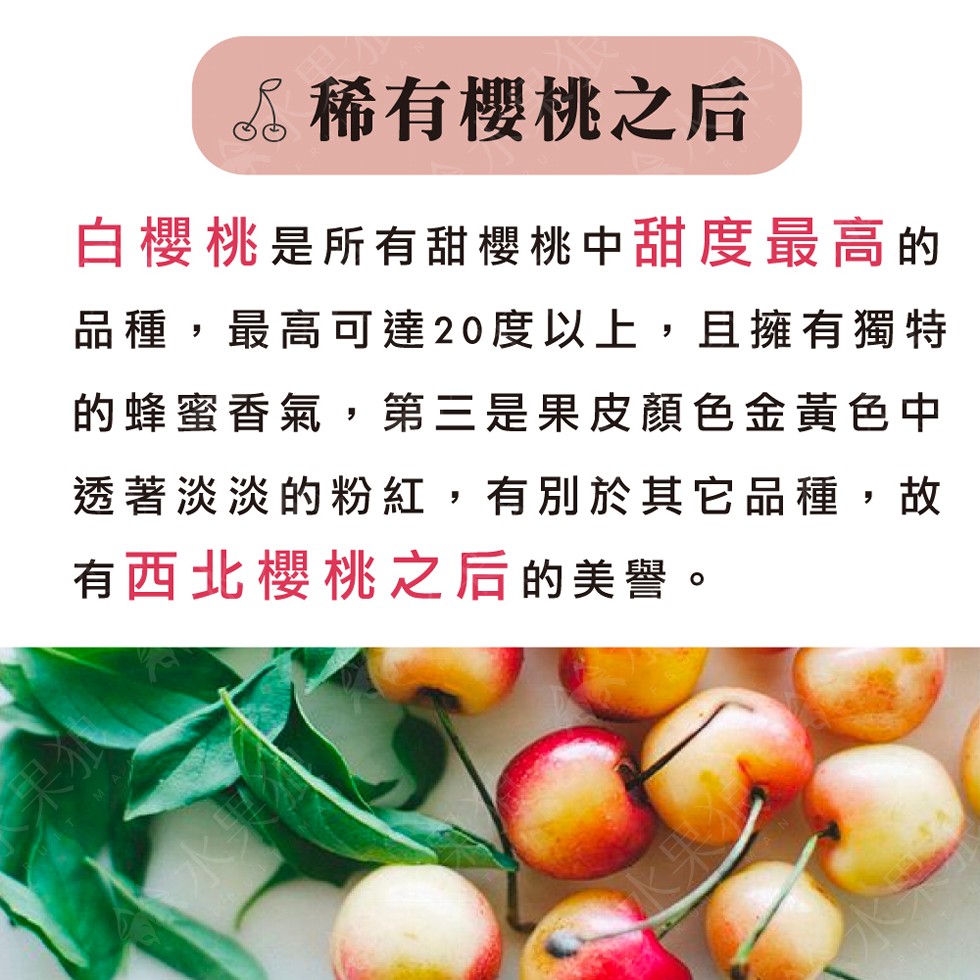 稀有櫻桃之后,白櫻桃是所有甜櫻桃中甜度最高的,品種,最高可達20度以上,且擁有獨特,的蜂蜜香氣,第三是果皮顏色金黃色中,透著淡淡的粉紅,有別於其它品種,故,有西北櫻桃之后的美譽。