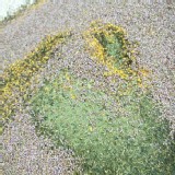 美纖烏龍茶包(大)