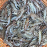 霸王級無毒白蝦600克(約20~23尾)