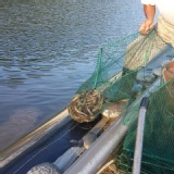 巨王級無毒蝦600克(約16~19尾)