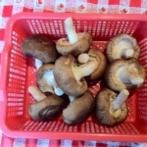 鮮香菇(時價)