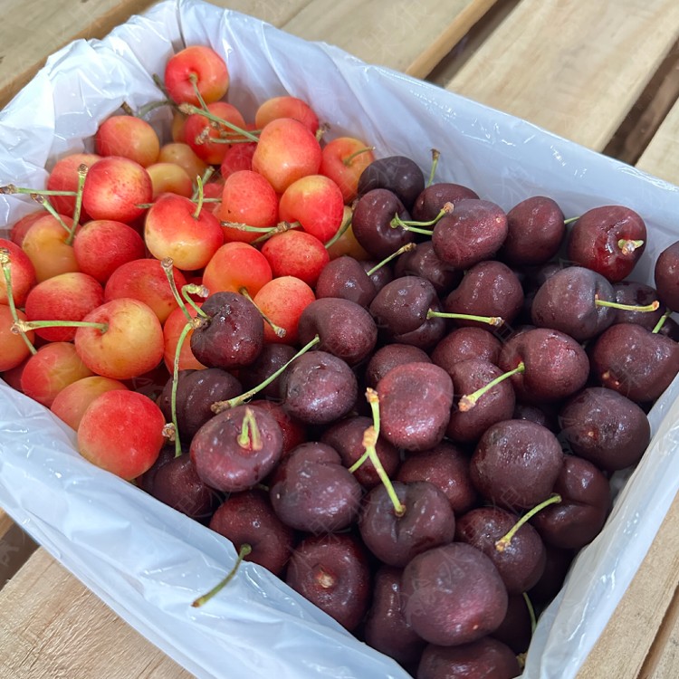 【水果狼】美國西北雙色櫻桃1kg禮盒 白櫻桃＋紅櫻桃 綜合水果禮盒