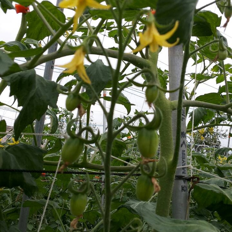 金童黃金番茄600克