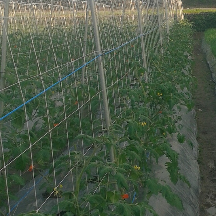 宜蘭桃太郎番茄