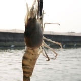 【蝦大爺】產地現撈網購宅配~新鮮泰國蝦-公蝦一斤