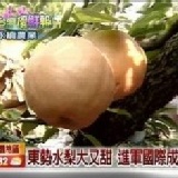 試吃12A【一箱24顆】1顆$49（含運）