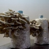 GUGO/菇果太空包