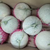 香甜美味~~洋香瓜 特價：$900