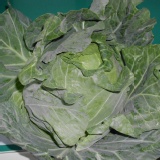 雪翠高麗菜(本件有最低訂購量) 特價：$100