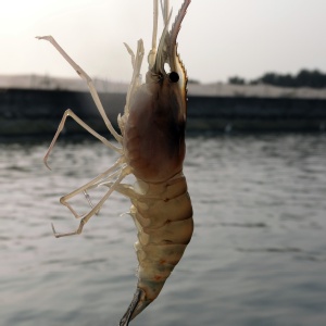 【蝦大爺】產地直售宅配~新鮮泰國蝦-母蝦
