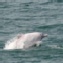 台灣白海豚布偶