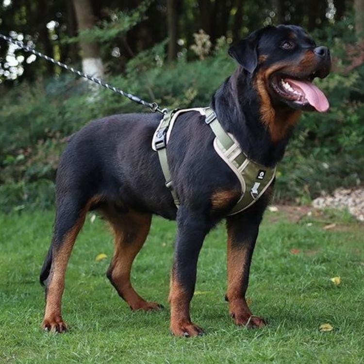 【可調節式舒適狗背心牽繩】 反光條