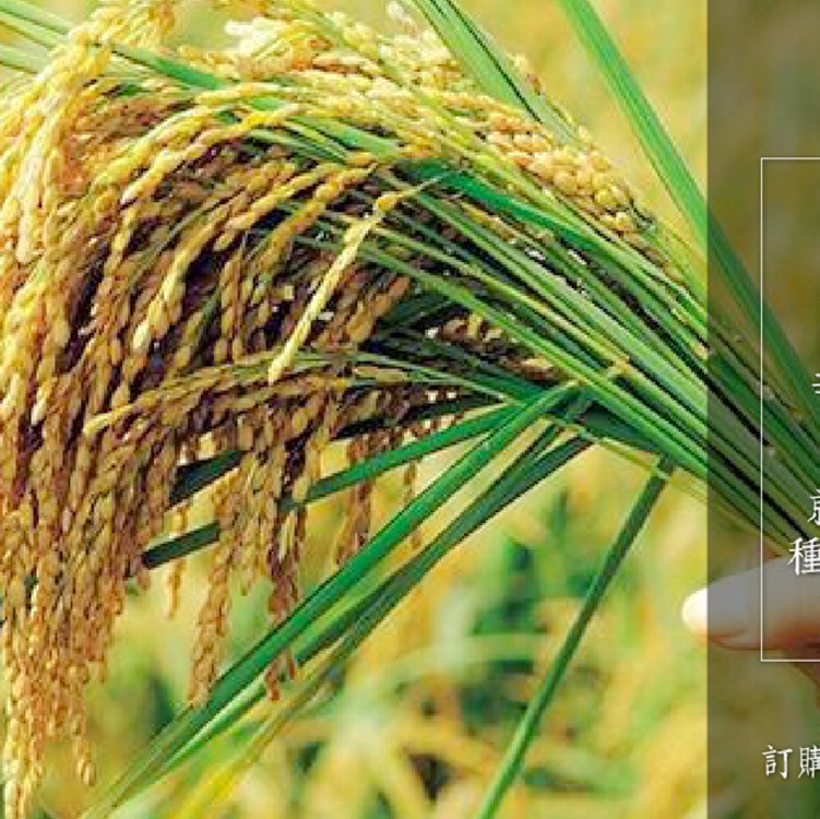 芋香芭寶米─台灣十大經典好米