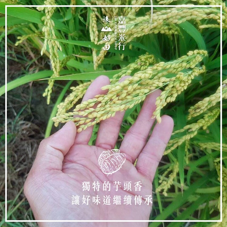 芋香芭寶米─台灣十大經典好米