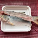 午仔魚
