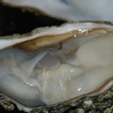 全殼加拿大生蠔，全程急速冷凍，高級食材補品! 中秋烤肉高級食材，特價60元