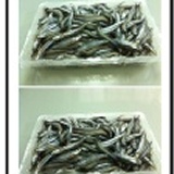 澎湖生凍丁香密封盒裝，營養價值非常高，適合小孩和老人家補充鈣質用! 配合促銷特價99元，11/2~12/5