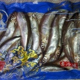 急凍柳葉魚真空包