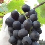 大村葡萄 視地區運費而議 特價：$250