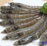 精選無毒特大隻白蝦