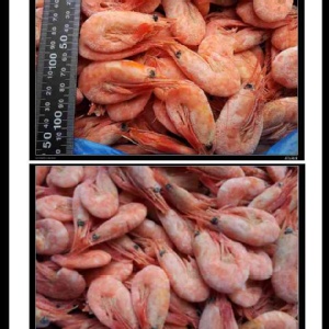 《Ally的家》甜蝦整箱5kg