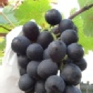 大村葡萄 特價：$250